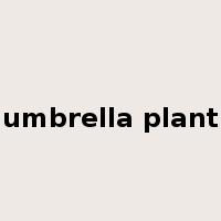 umbrella plant是什么意思