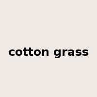 cotton grass是什么意思