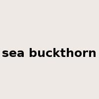 sea buckthorn是什么意思