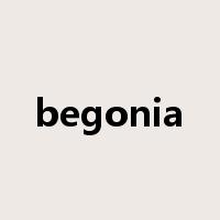 begonia是什么意思