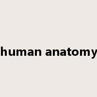 human anatomy是什么意思