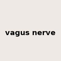 vagus nerve是什么意思