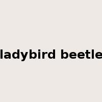 ladybird beetle是什么意思