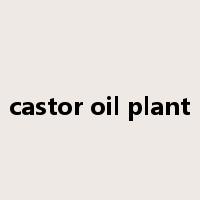 castor oil plant是什么意思