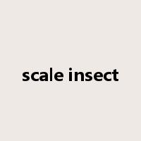 scale insect是什么意思