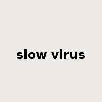 slow virus是什么意思