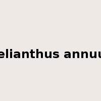 helianthus annuus是什么意思