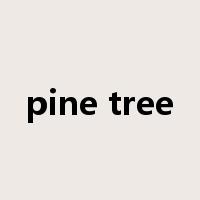 pine tree是什么意思