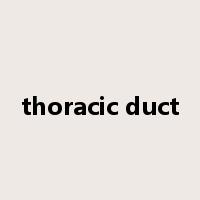 thoracic duct是什么意思
