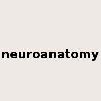 neuroanatomy是什么意思
