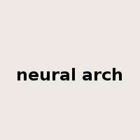 neural arch是什么意思