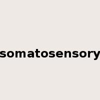 somatosensory是什么意思