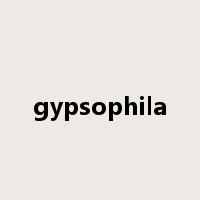 gypsophila是什么意思