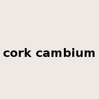 cork cambium是什么意思