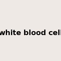 white blood cell是什么意思