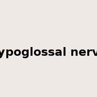 hypoglossal nerve是什么意思