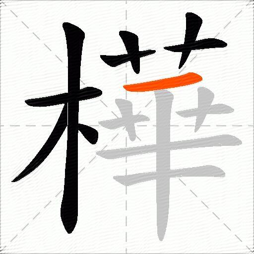 樺