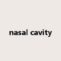 nasal cavity是什么意思