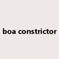 boa constrictor是什么意思