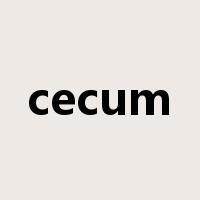 cecum是什么意思