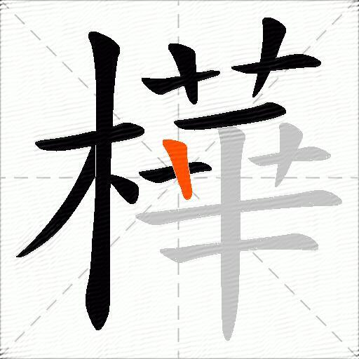 樺