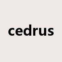 cedrus是什么意思
