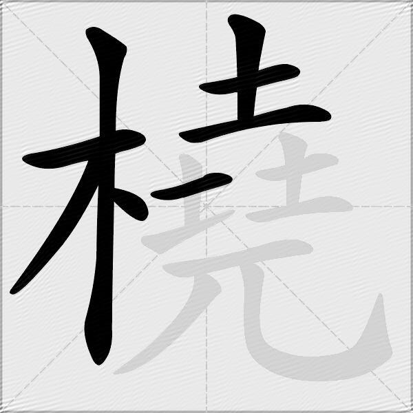 橈