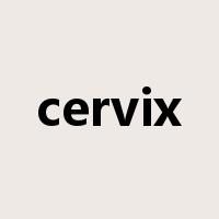cervix是什么意思