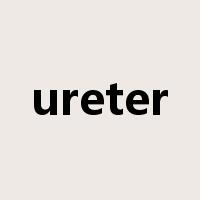 ureter是什么意思