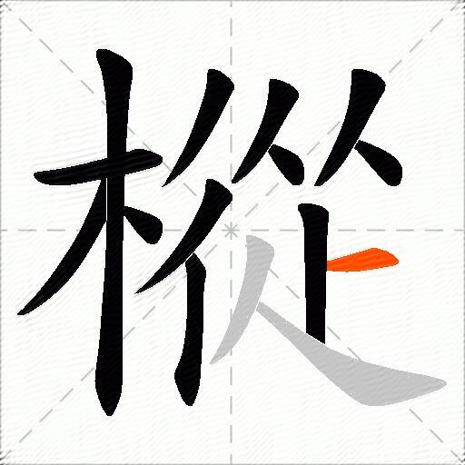 樅