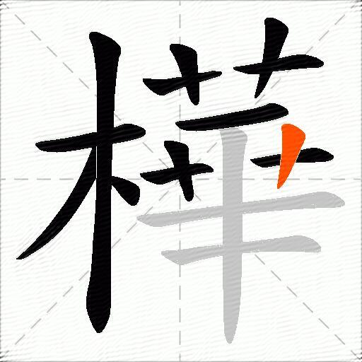 樺
