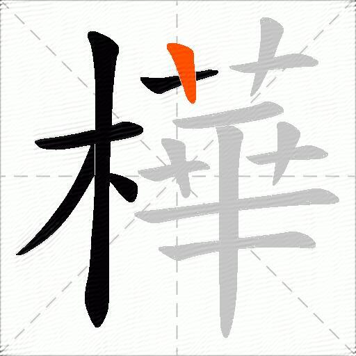 樺
