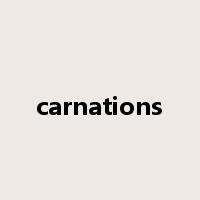 carnations是什么意思