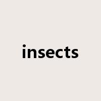 insects是什么意思
