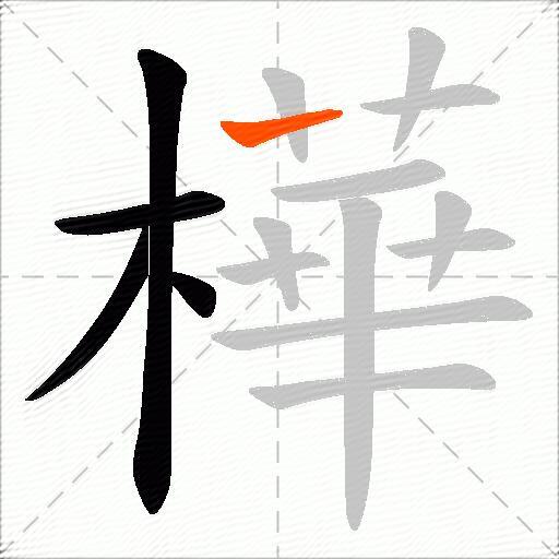 樺