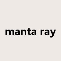 manta ray是什么意思