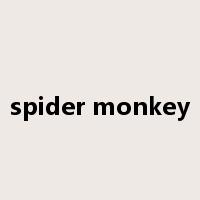 spider monkey是什么意思