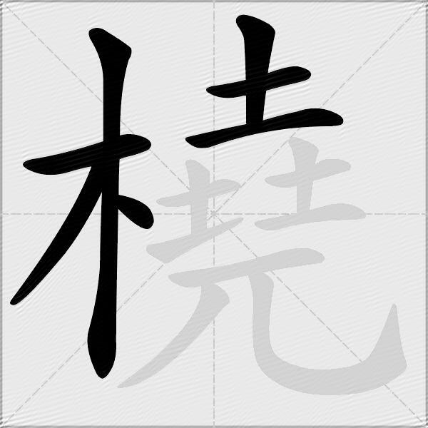 橈