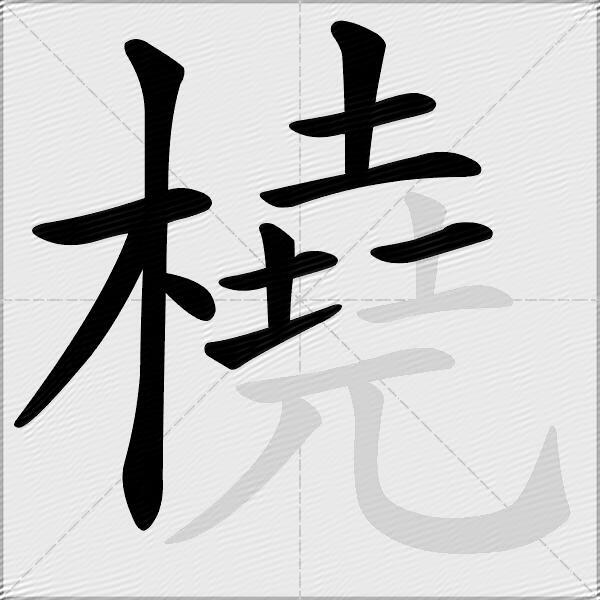 橈