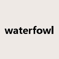 waterfowl是什么意思