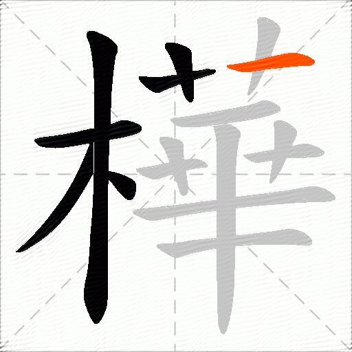 樺