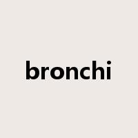 bronchi是什么意思
