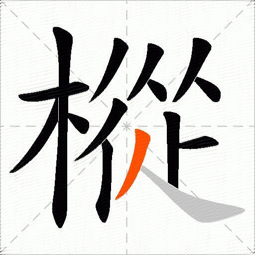 樅