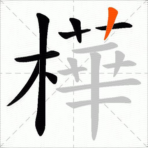 樺
