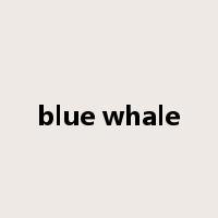 blue whale是什么意思