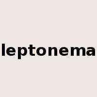 leptonema是什么意思