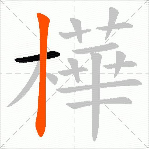 樺