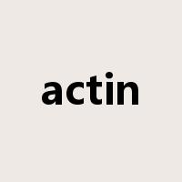 actin是什么意思