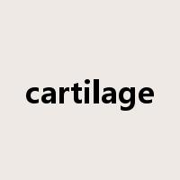 cartilage是什么意思