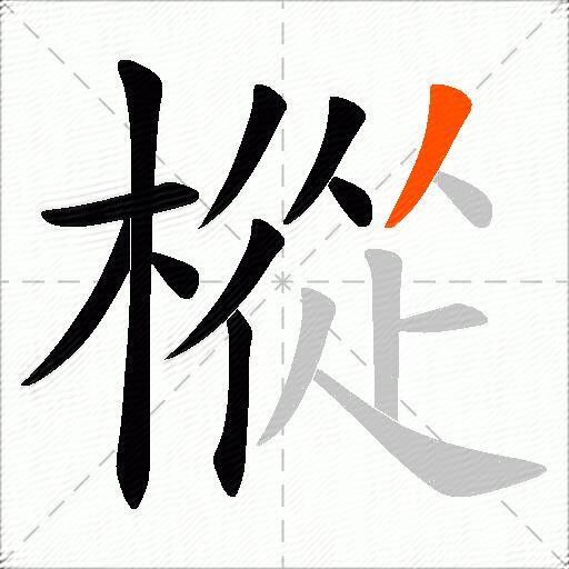 樅